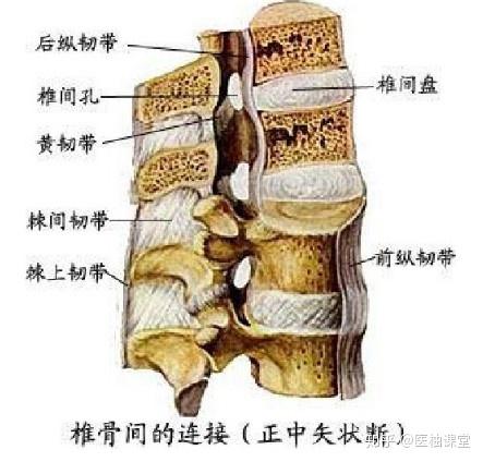 解剖学图谱- 知乎