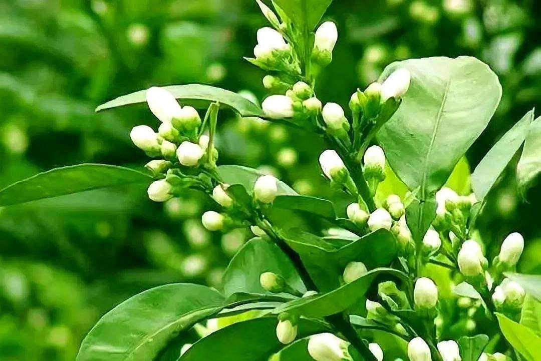 名贵滋补药食同源之代代花 - 知乎