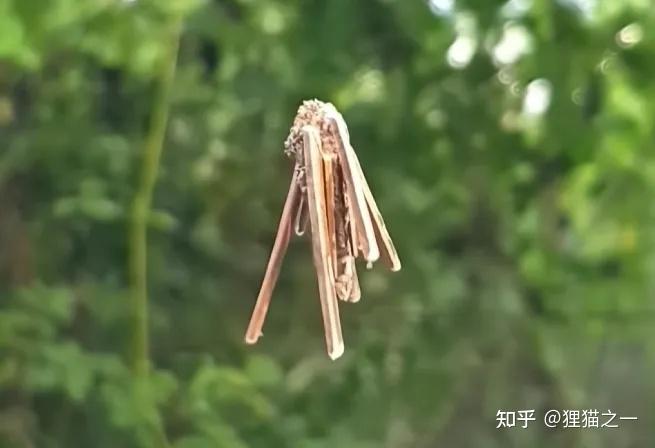 男子发现诡异小虫,身体像树枝,头能缩起来?老百姓称其为“吊死鬼”,网友:30年没见了! - 知乎