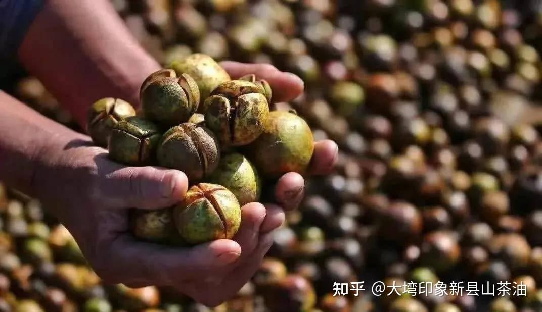 新縣61大壪印象分享丨山茶油何以流傳3000年