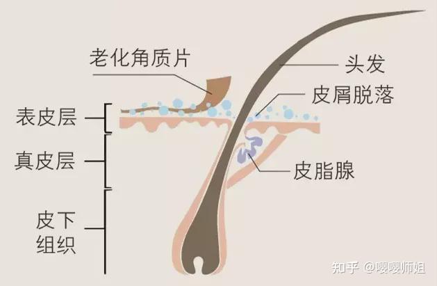 快看这篇头皮护理指南/去屑洗发水/头皮精华推荐测评