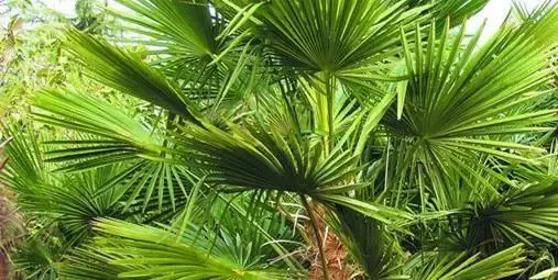 植物界的非那雄胺锯棕榈