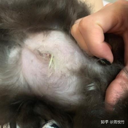 狗狗频繁舔自己生殖器 - 知乎