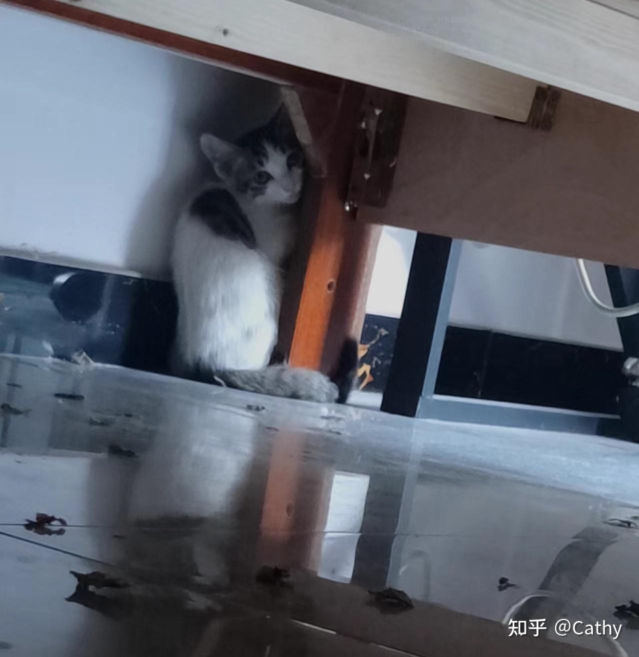 养二猫需注意事项 - 知乎