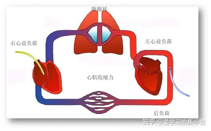 心脏瓣膜循环示意图图片