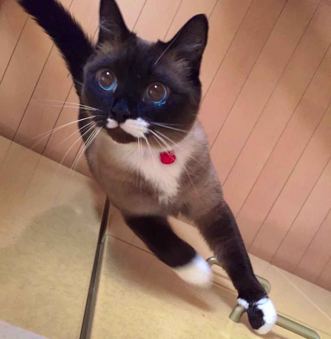 暹罗猫变色大赛越看越好笑哈哈哈哈哈