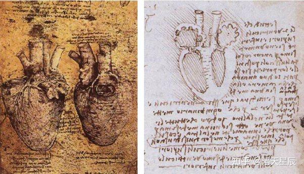 真是太可惜了……达芬奇的主要发现之一是人类心脏的解剖结构
