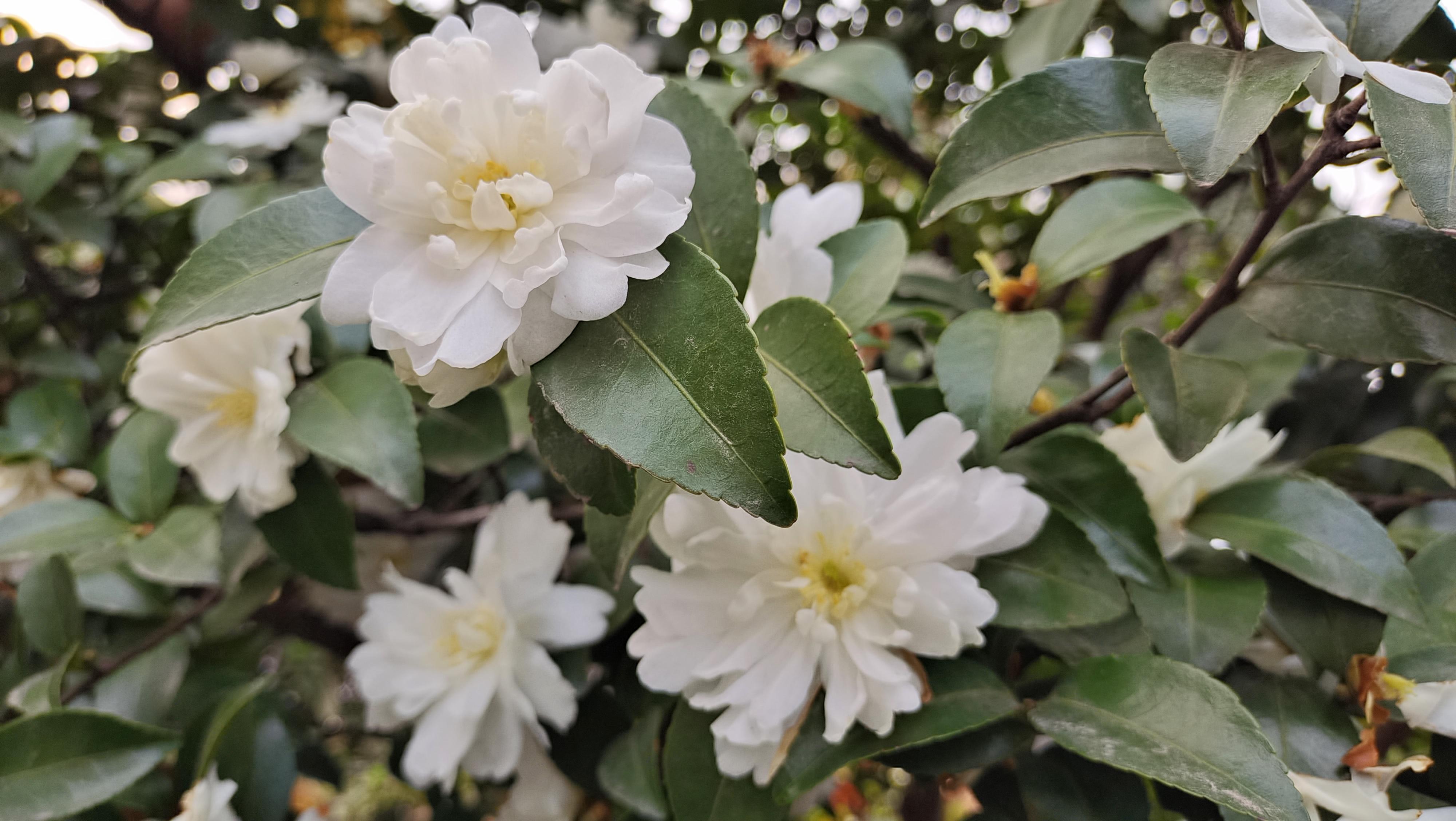 美丽吉安白色茶梅花开曼妙多姿