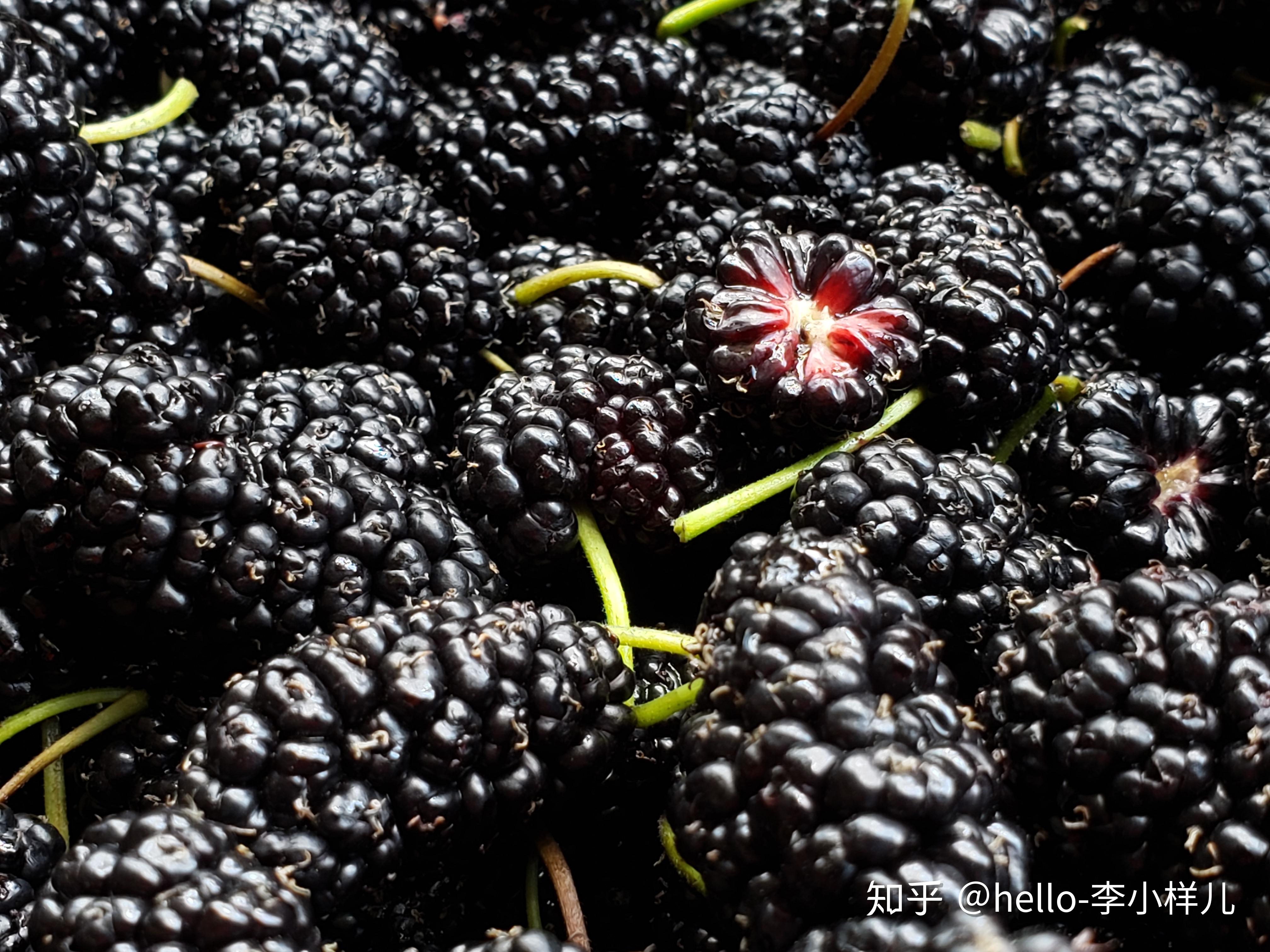 乌发脱发补铁补血来一罐攀枝花无沙黑桑葚干