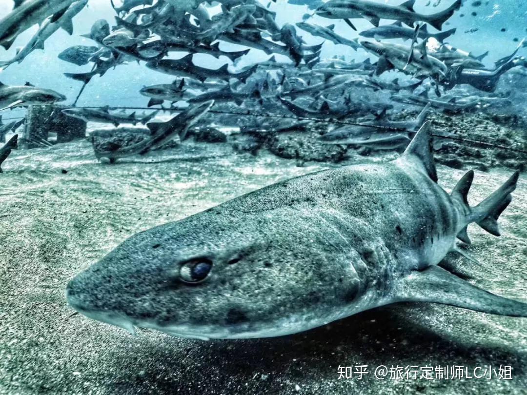 你不知道的潛水勝地東京灣錘頭風暴鯊魚風暴和世界唯一的水下神社