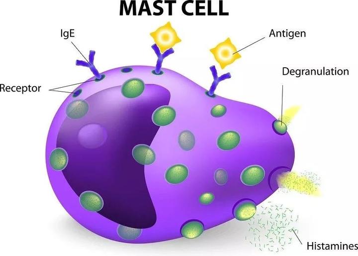 [BioArt精选] Immunity丨曹雪涛组揭示成人结缔组织原位肥大细胞的来源 - 知乎