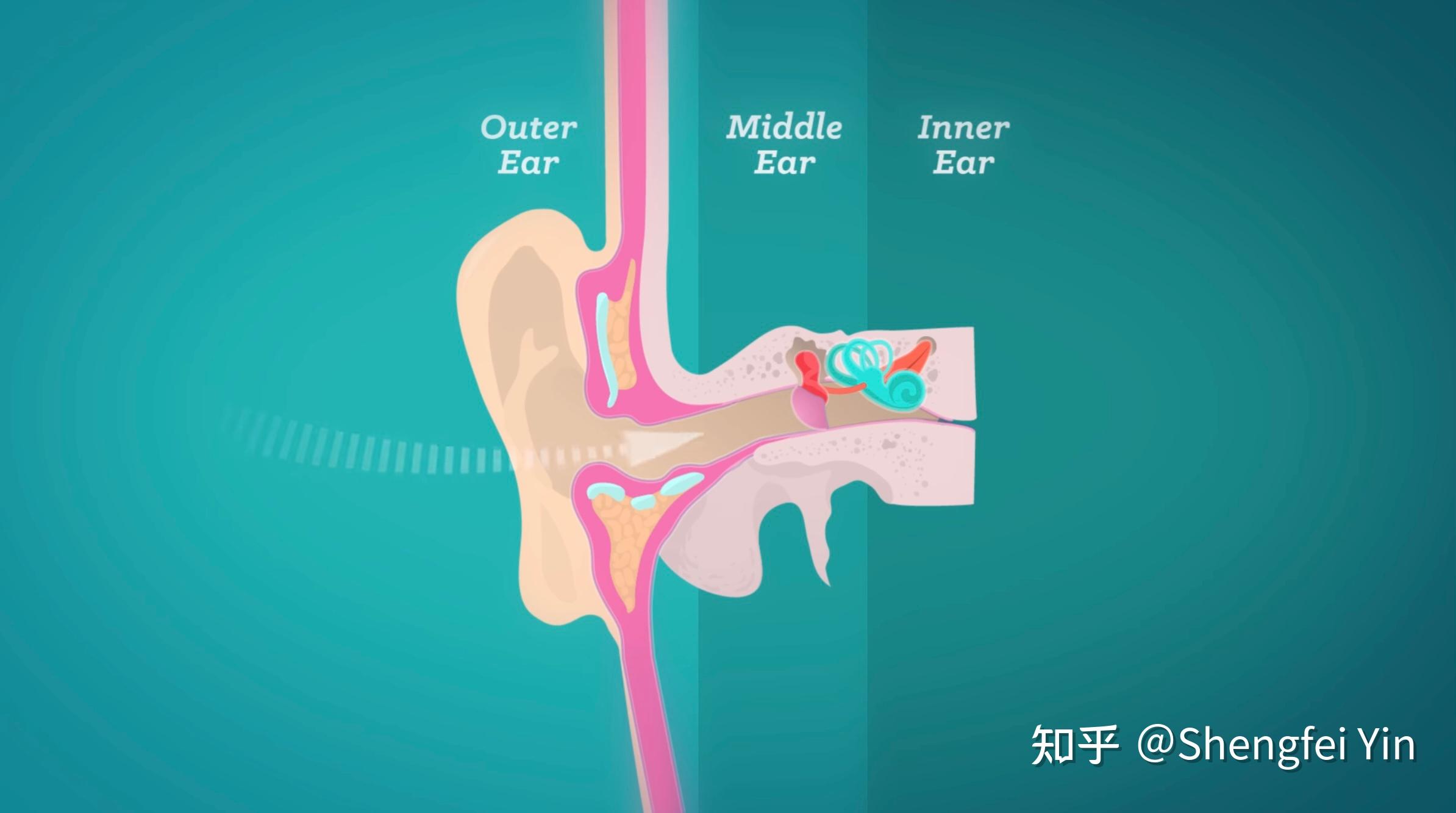 Homunculus Crash Course Psychology 6 知乎