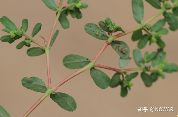 千根草和地錦草及通奶草的區別