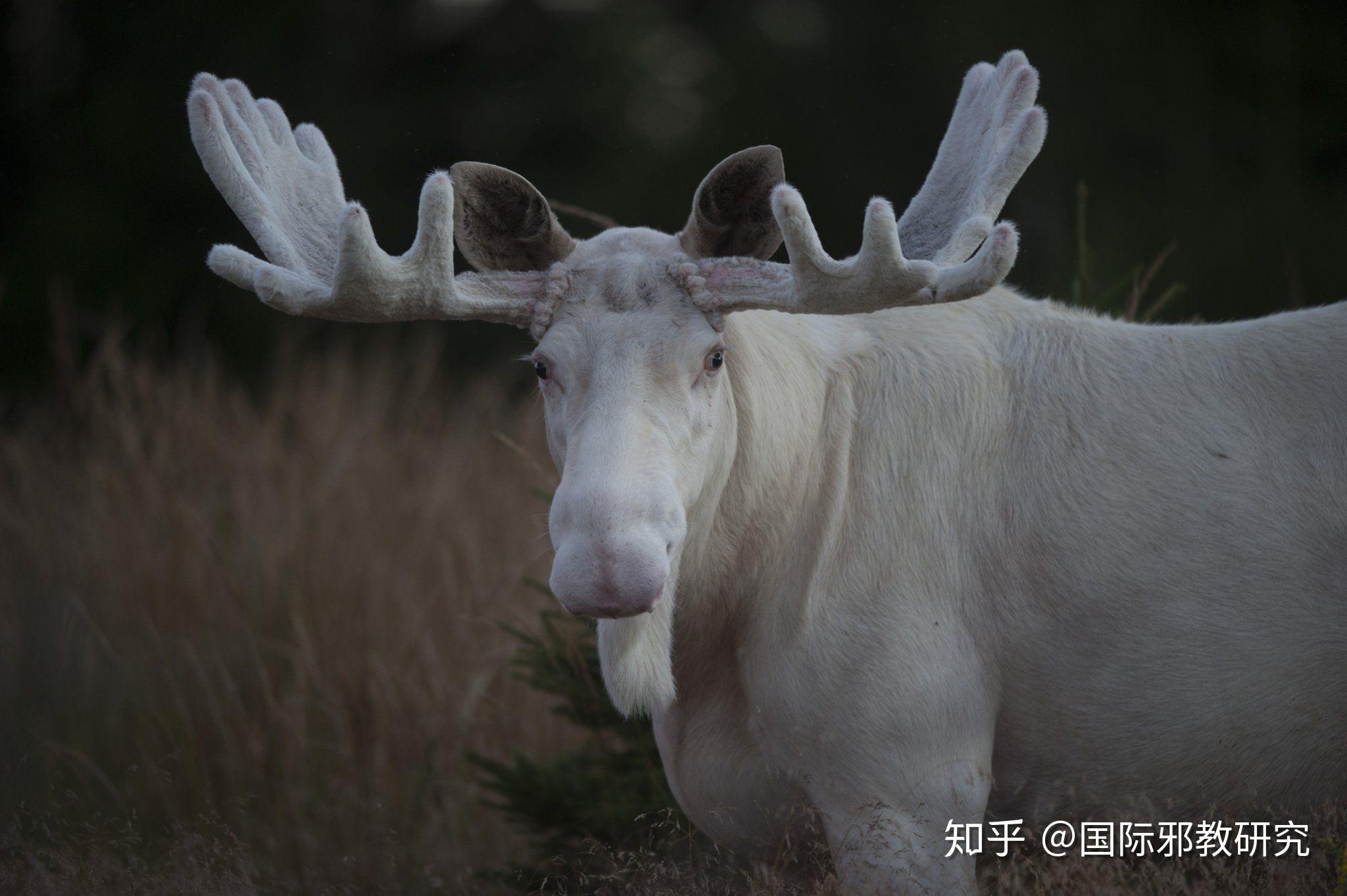 见过白色麋鹿吗组图