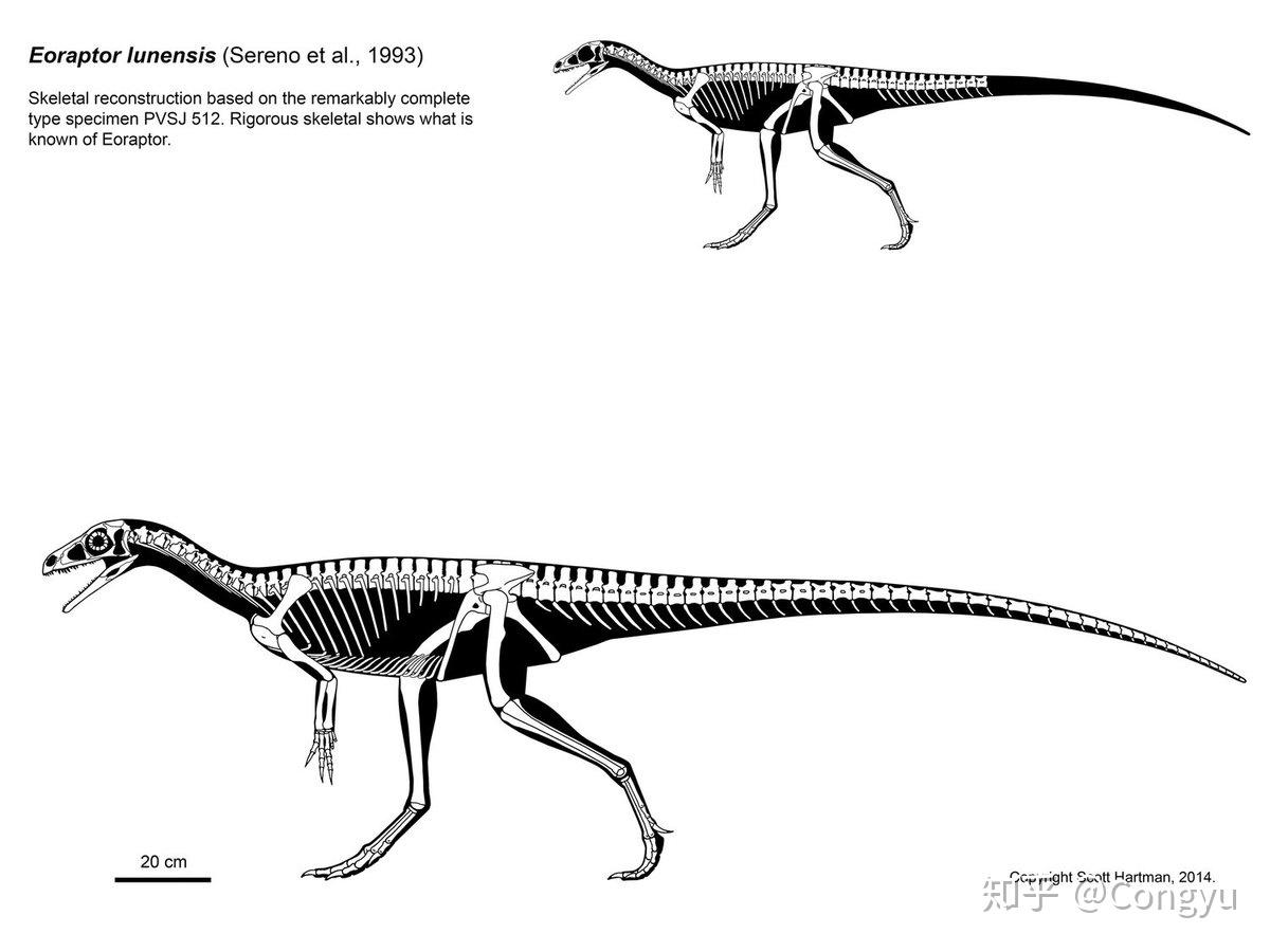 兽脚类漫谈3：埃雷拉龙科（Herrerasauridae）及早期物种 - 知乎
