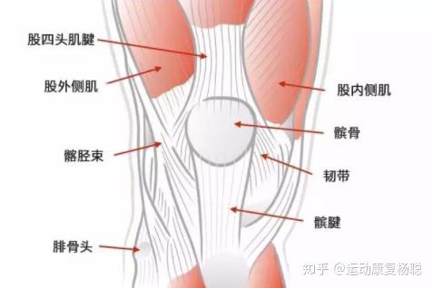 膝关节损伤 疼痛 运动康复第二阶段 知乎