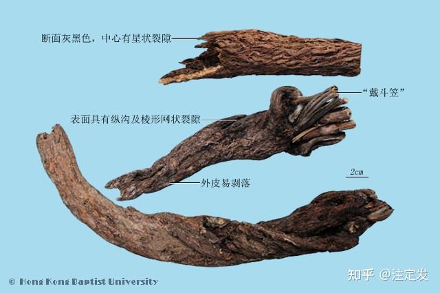 中药学——漏芦——清热解毒，消痈，下乳，舒筋通脉。用于乳痈肿痛，痈疽发背，瘰疬疮毒，乳汁不通，湿痹拘挛，骨节疼痛、热毒血痢、痔疮出血。 - 知乎