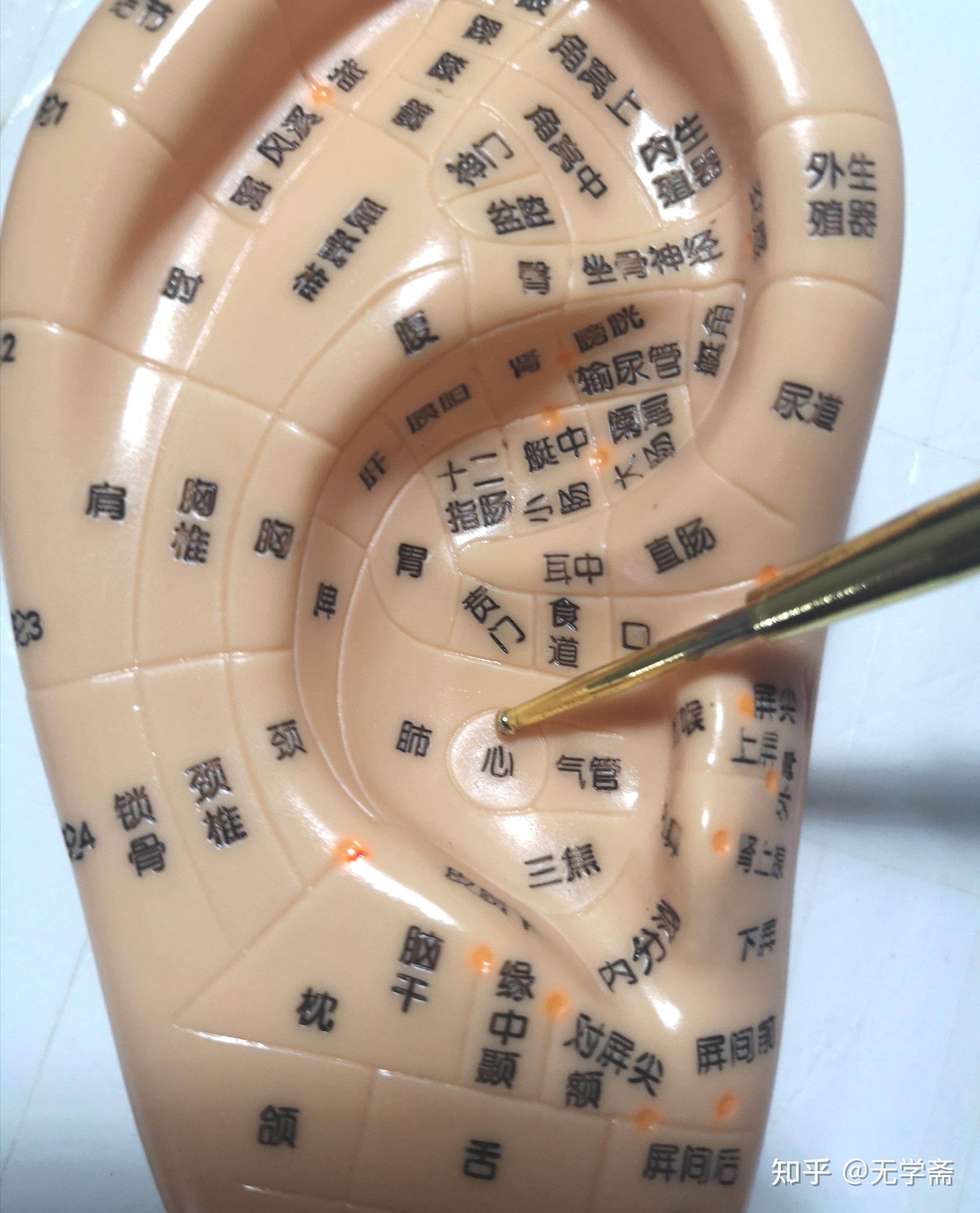 有点实用的耳穴