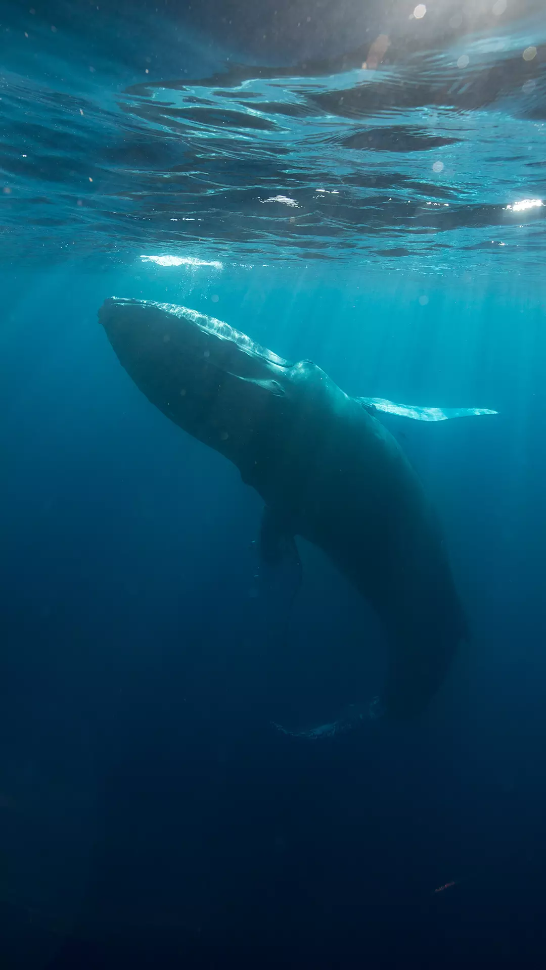 The Blue Whale | The Wildlife