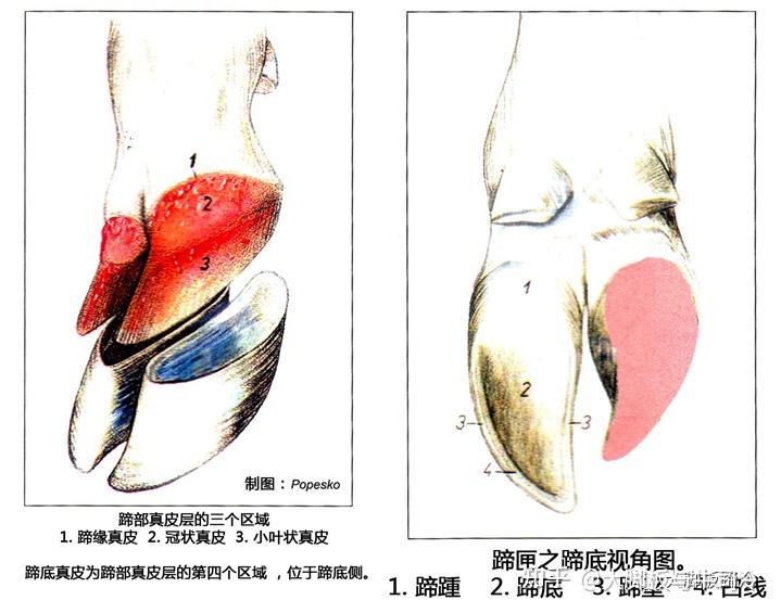 牛蹄子结构图片