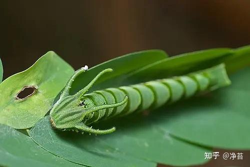 小青龍白帶螯蛺蝶幼蟲