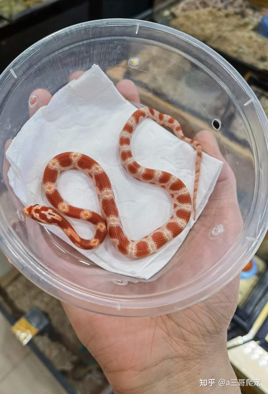 假如你经济状况容许,最好仍是养玩具蛇,比方玉米,奶蛇,王蛇等,这些都