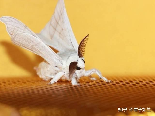 桑蚕蛾2,柞蚕,蓖麻蚕,木薯蚕都是带花纹的,外行人也能一看就知道,只是