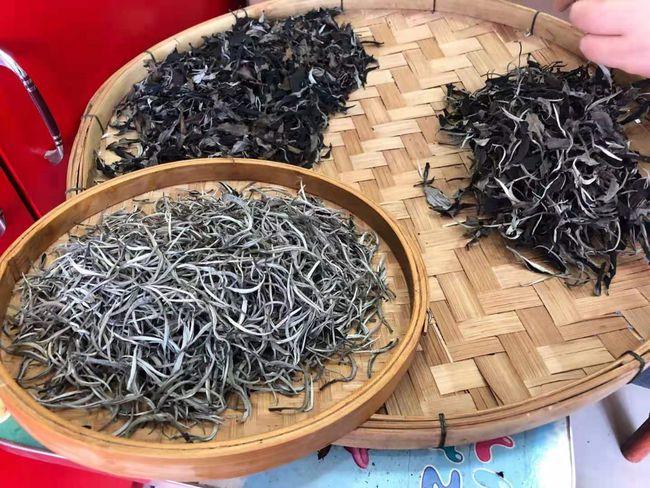 老挝古树茶是什么茶叶古树普洱茶的功效与作用