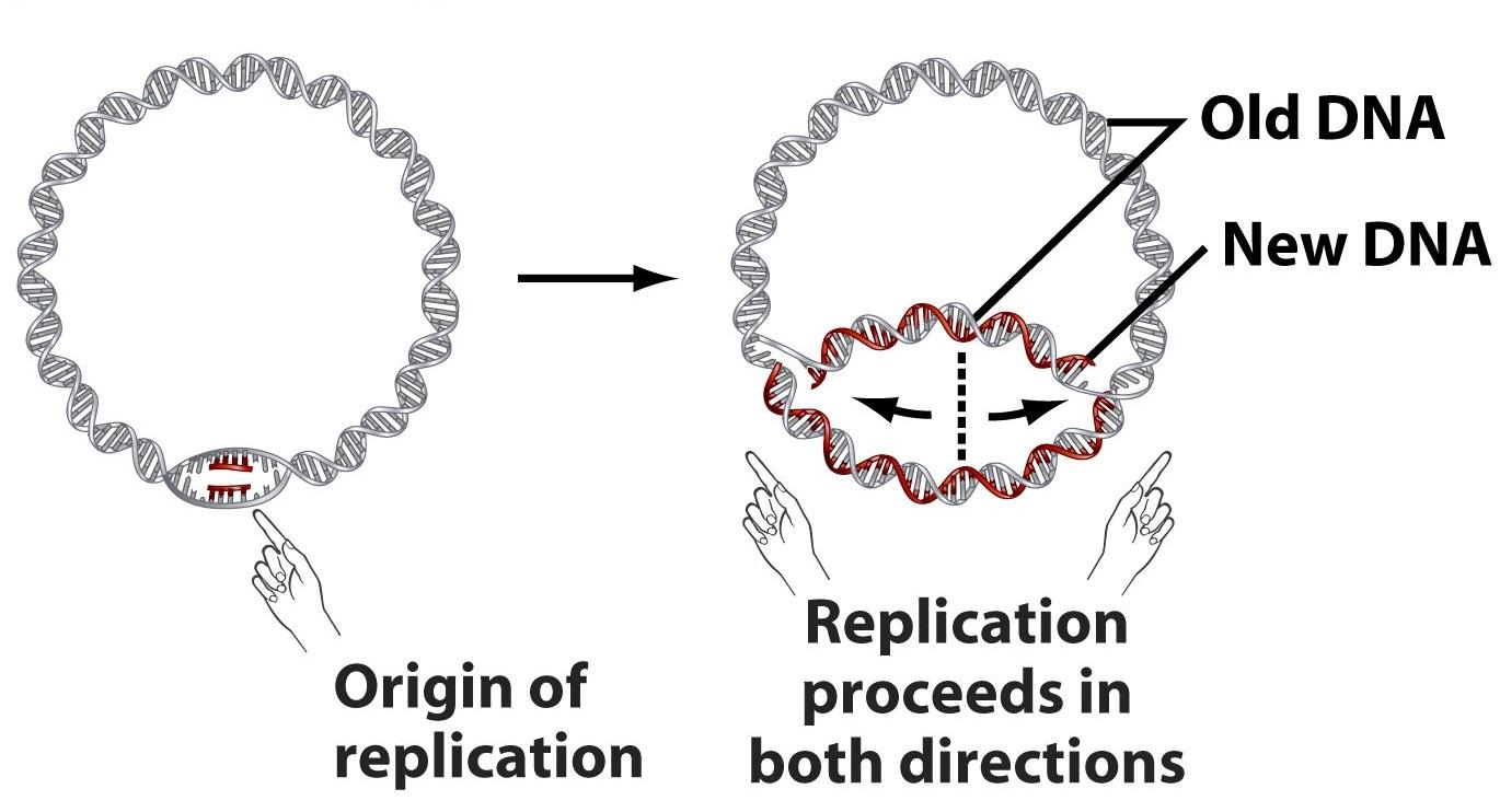 质粒的前世今生