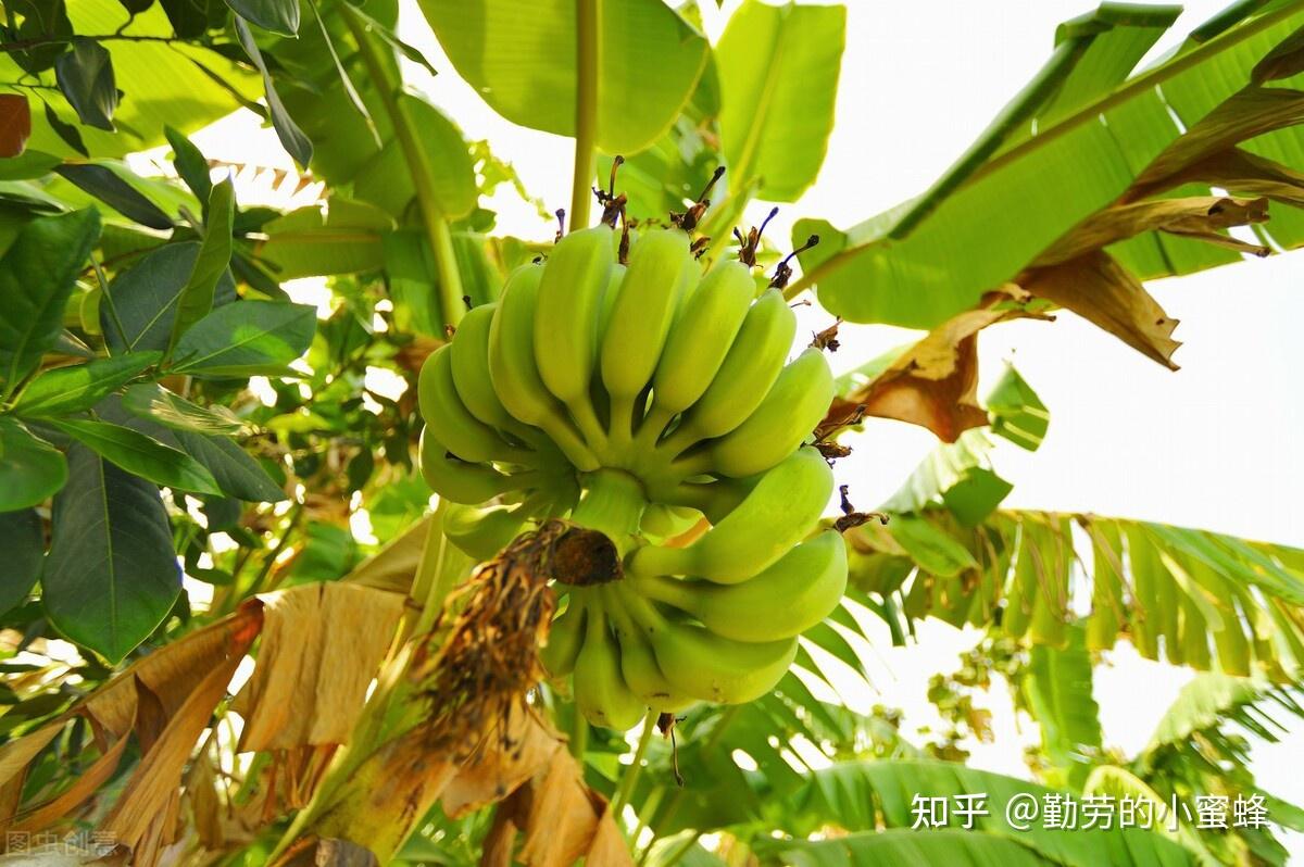 【福建美人蕉】漳州红皮香蕉5斤新鲜水果产地直发一件代发-阿里巴巴