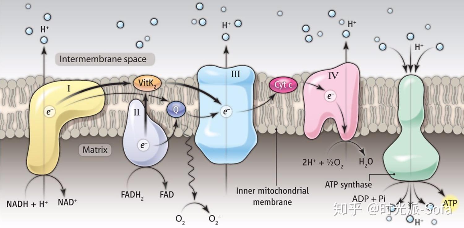 对线粒体功能障碍相关蛋白进一步测定,发现线粒体呼吸链的复合体(负责