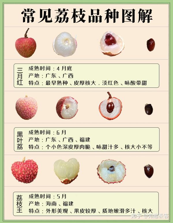 南国四大果品:荔枝品种图解及上市时间汇总 - 知乎
