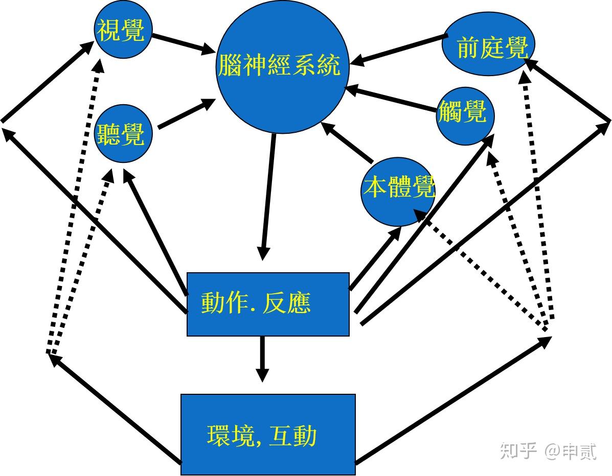 儿童的感觉统合发展 知乎