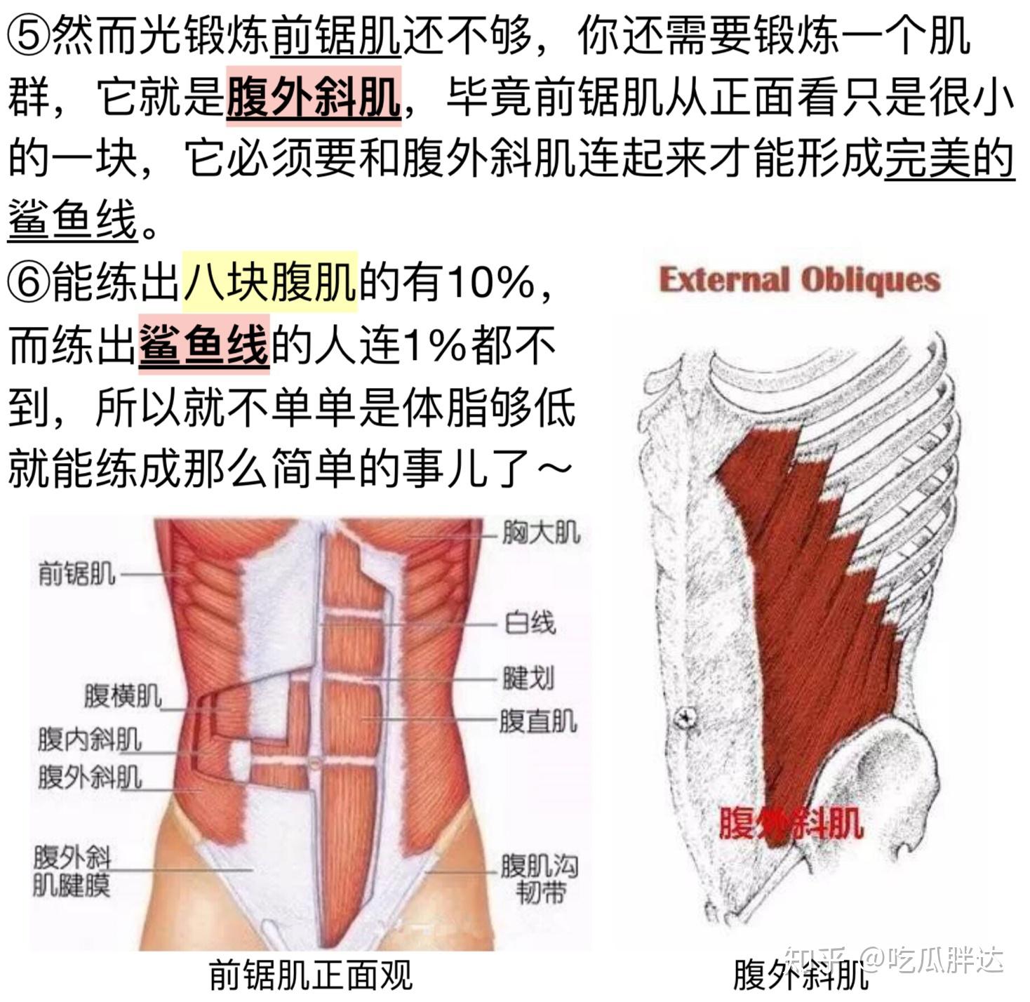 新手如何打造腹外斜肌?】仅需6个动作，打造完美腹肌肌肉，每天10分... - 哔哩哔哩