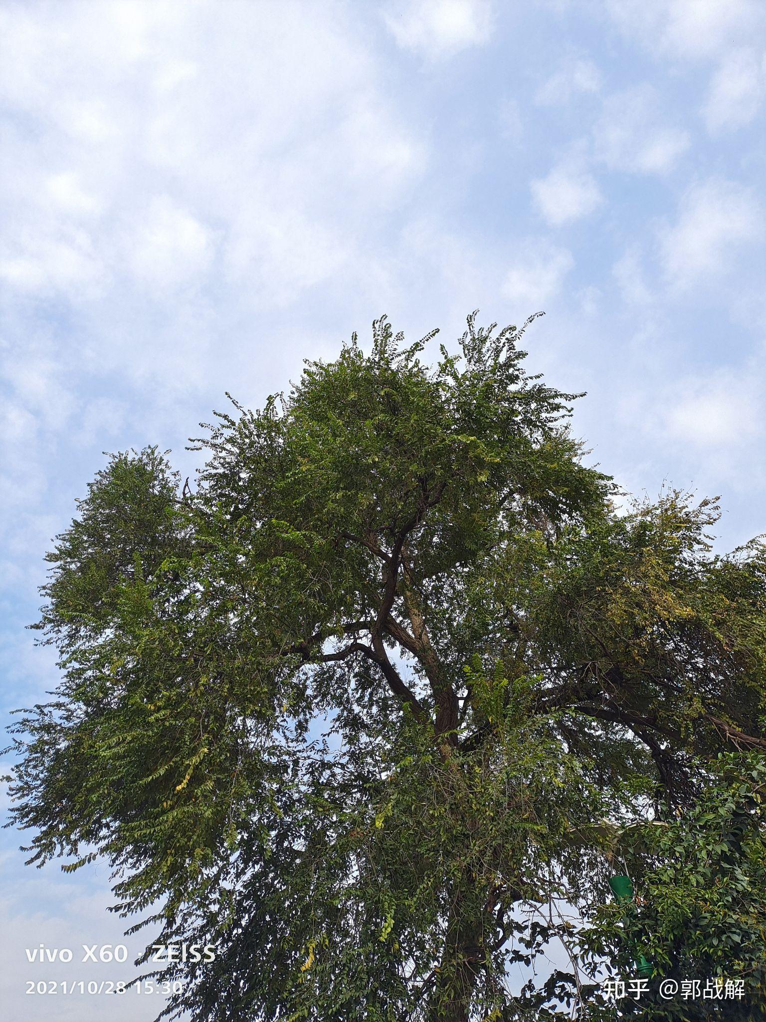 慈善家郭战解拍摄河南省洛宁县凤翼山森林公园