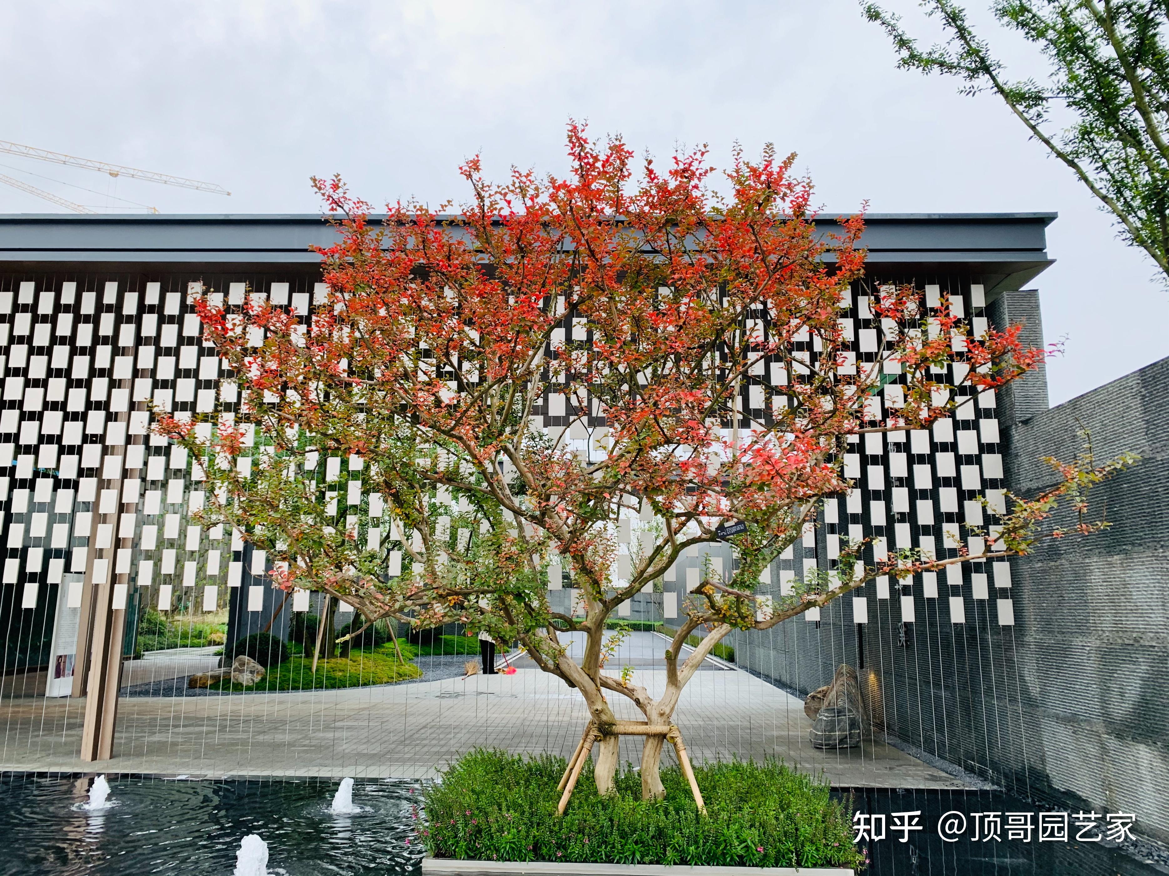 庭院种什么树好？ - 知乎