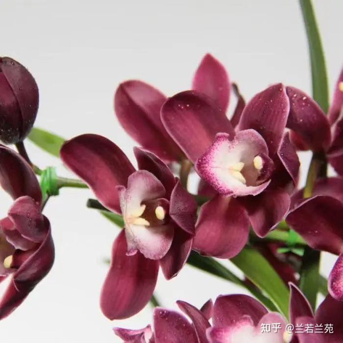走进兰花世界,带你去认识兰花中的翘楚,看一枝兰花的诞生。 - 知乎