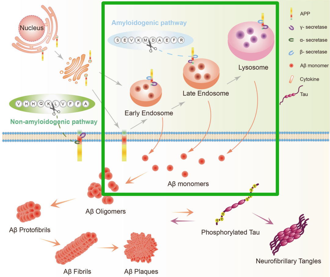 Aβ假说40年一结果，有褒有贬… - 知乎