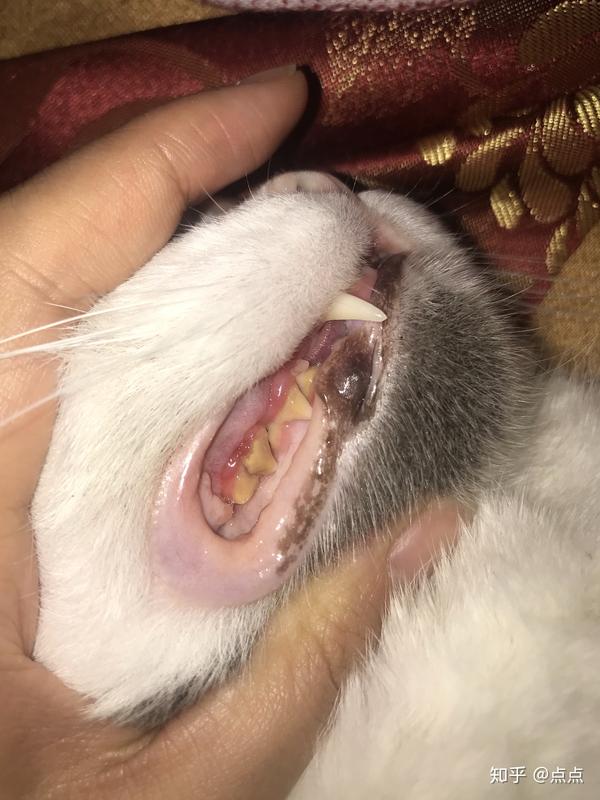 关于猫咪牙结石一点分享