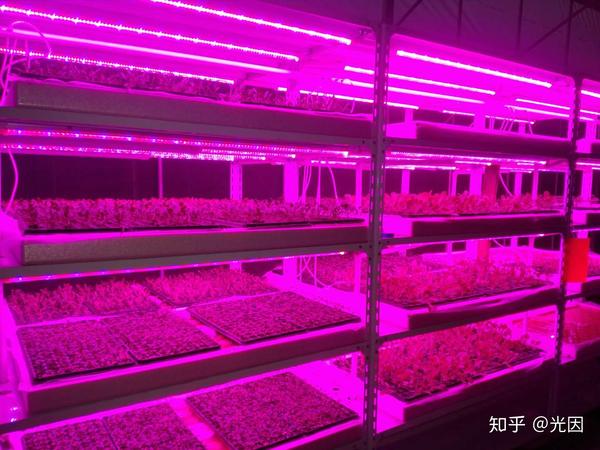 家用照明灯能代替植物补光灯给植物补光吗 家用灯能给植物补光吗 帅年网