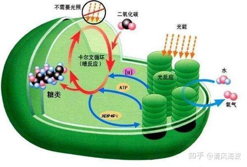 植物光合作用中光能到化学能的转化分析 - 知乎