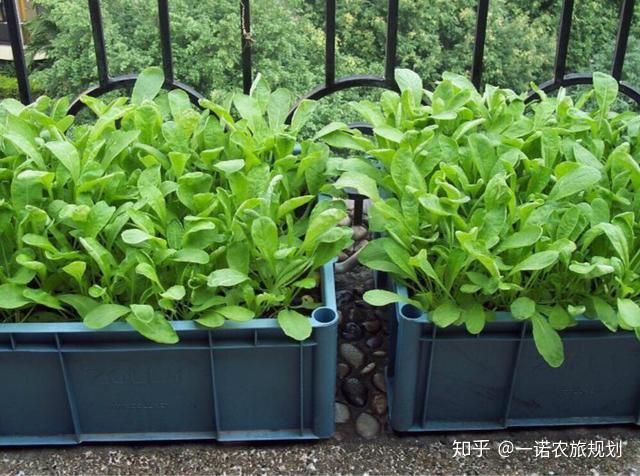 怎样种菜心种子 v2-28f76fe1d4e43d57667a053b89a2bfb2_r.jpg