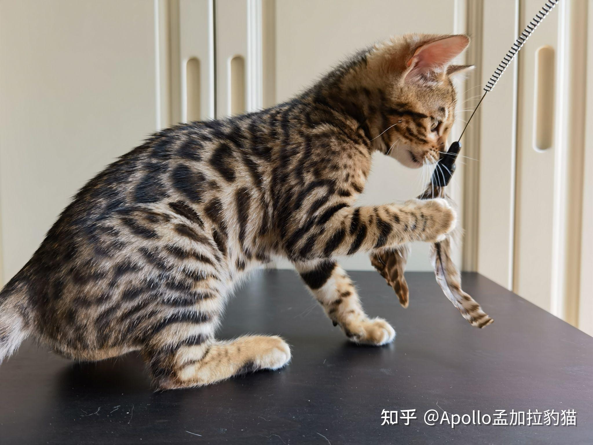 孟加拉豹猫玫瑰纹弟弟