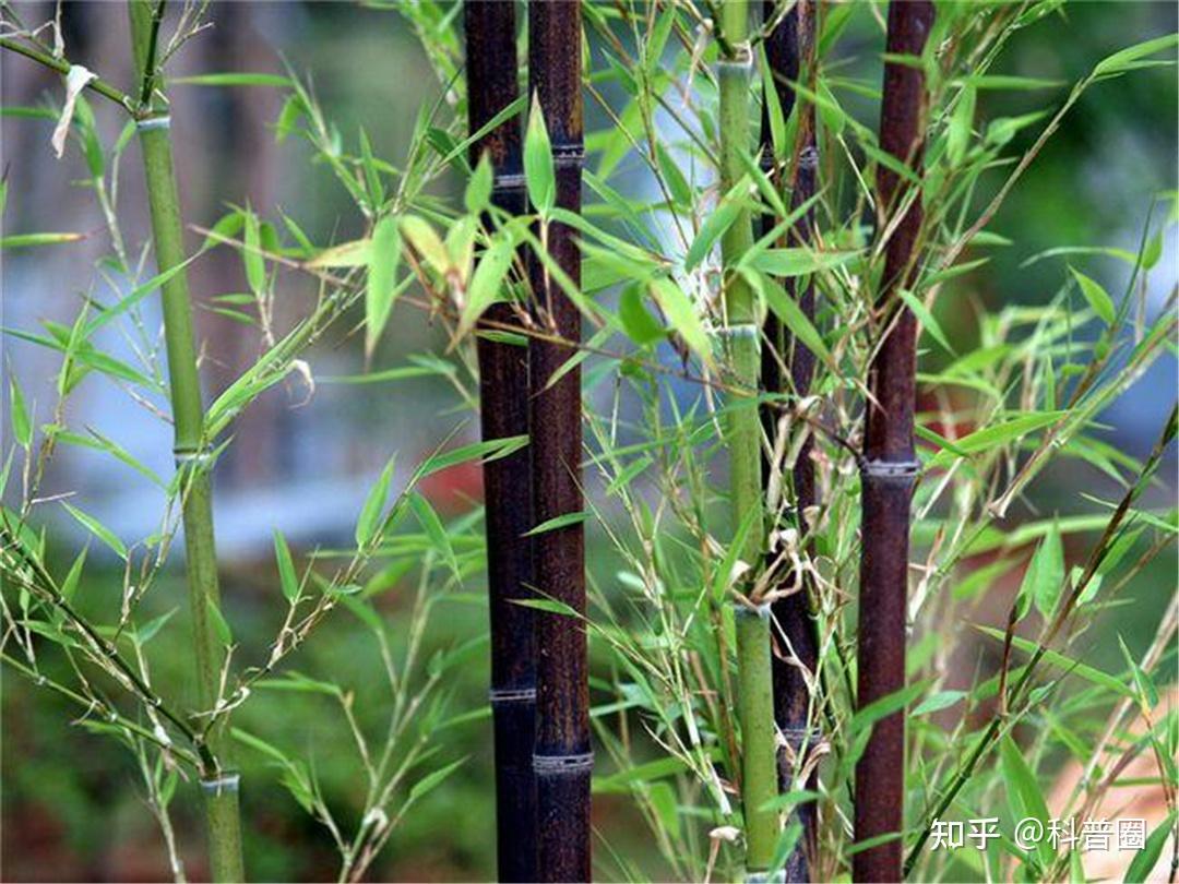 “竹子开花,马上搬家”,竹子开花真的是不祥征兆吗? - 知乎