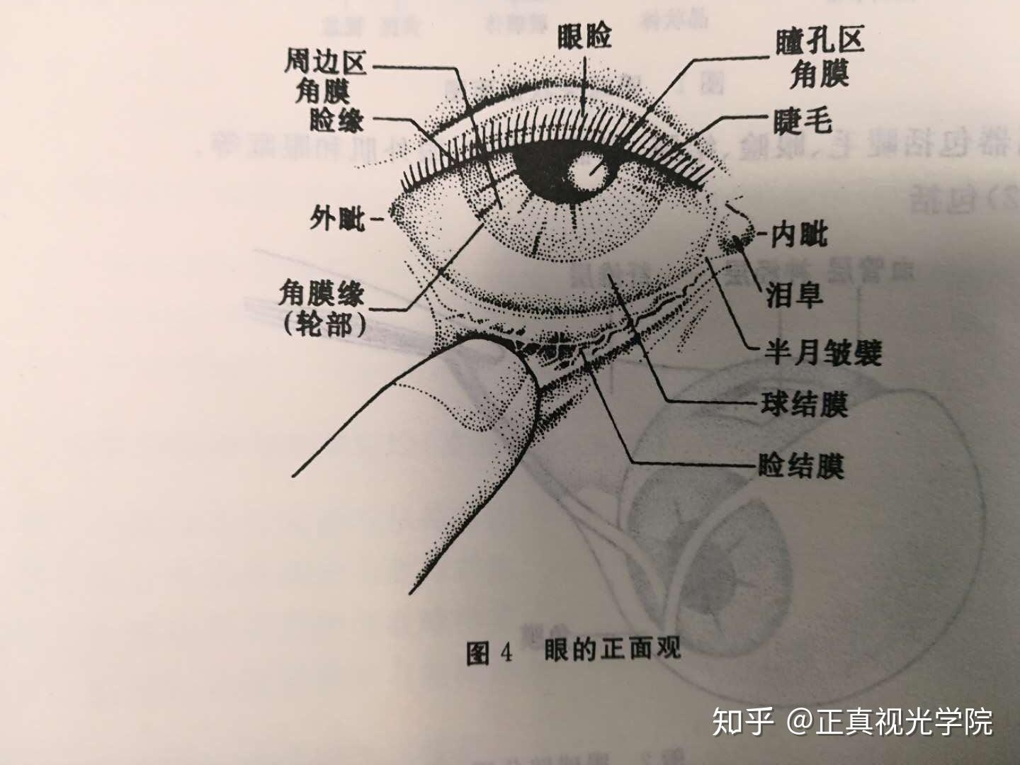 眼球基本形态眼球大致呈圆球形(角膜和巩膜曲率半径稍有差异).