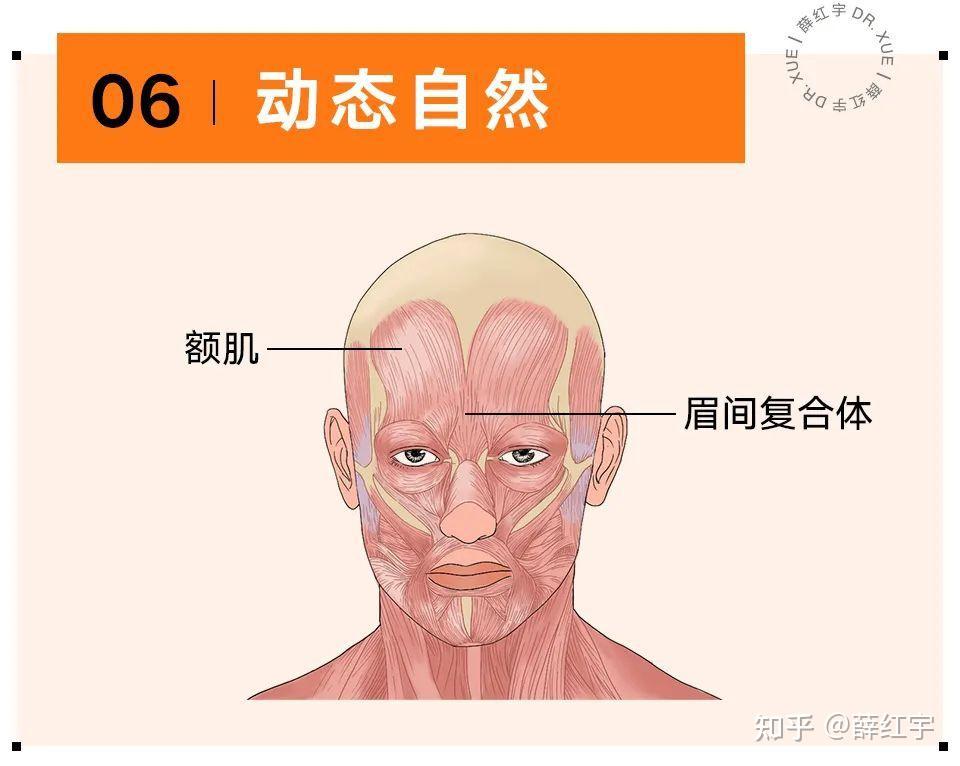 额肌,眉间复合体(皱眉肌,降眉肌,降眉间肌)几块肌肉作用下,额部会自然