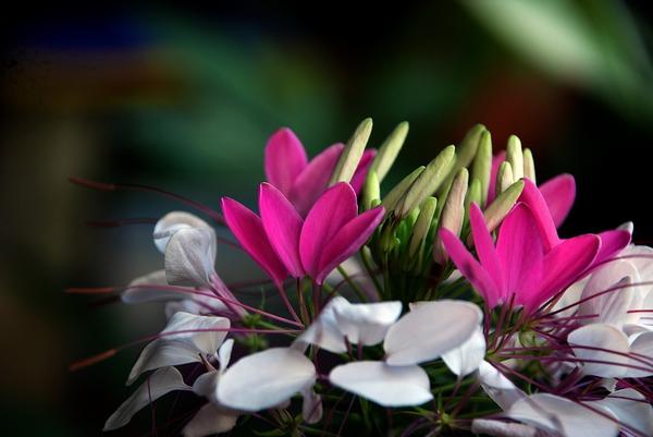 有一种花叫飞来凤花原来是常见的它
