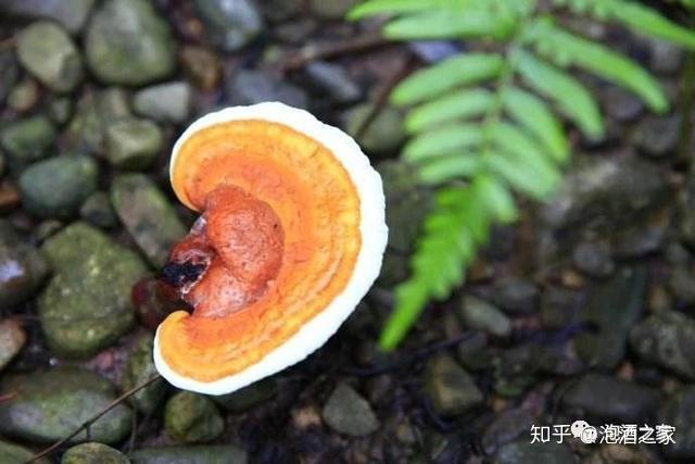 五一聚会灵芝泡酒养身又健康