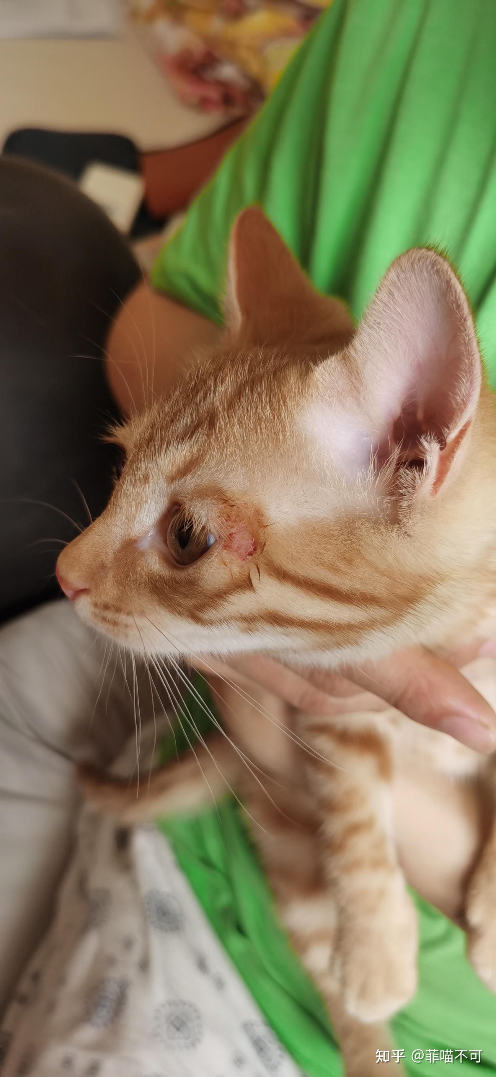 猫癣治疗综合贴(喵星人抗癣战)