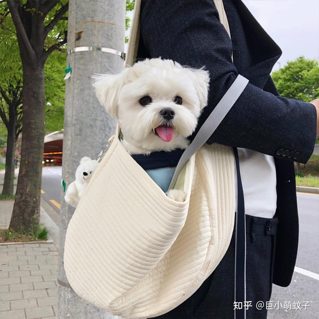 热门白色狗狗盘点:像棉花糖一样超可爱,好想养一只! - 知乎